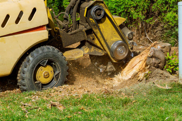 Lepanto, AR Tree Service Company